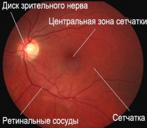 Глазное дно Глазное дно в норме