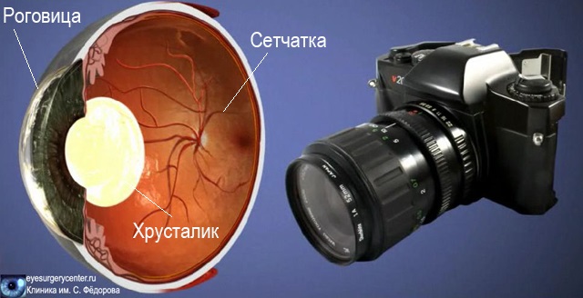 Строение глаза Оптическая система глаза