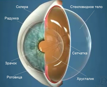 Анатомия глазного яблока Строение глаза. Стекловидное тело