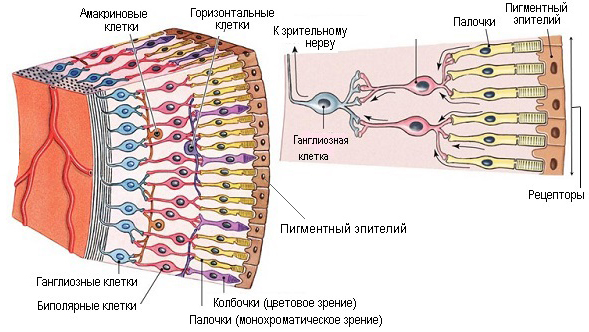 Строение сетчатки глазного яблока Строение сетчатки. Фоторецепторы